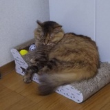 猫休